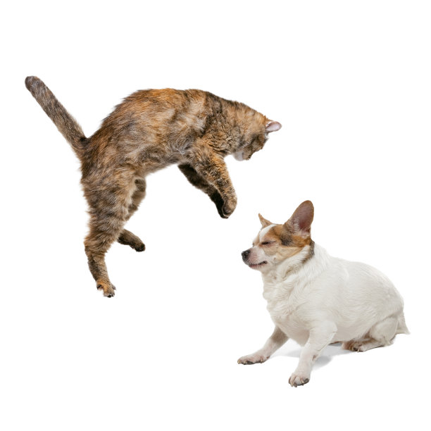 美丽的猫和纯种狗的肖像玩孤立的白色背景。动物生活的概念，友谊，相互作用。拼贴画图片下载