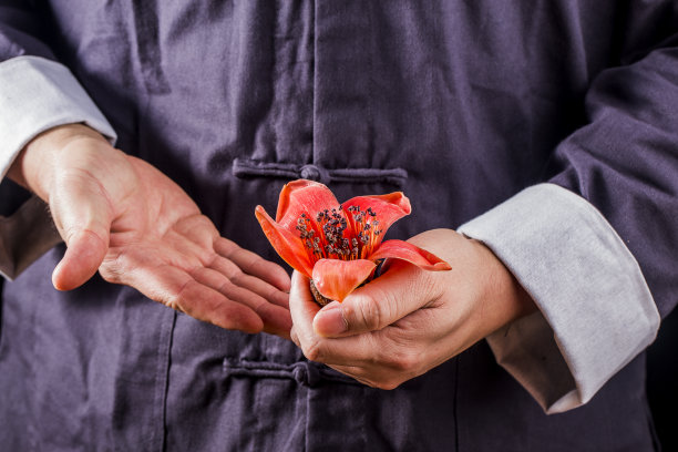 一位中医正在研究药用材料——木棉图片下载