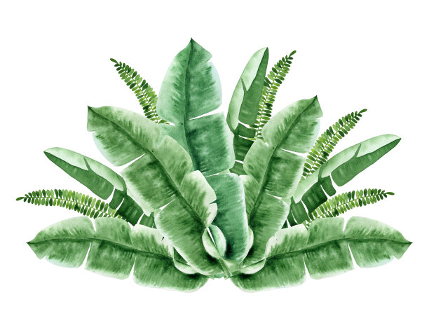 热带绿叶水彩安排。郁郁葱葱的树叶丛林花束。卡片和婚礼的异国情调设计元素。夏威夷手绘丛林风格。图片下载