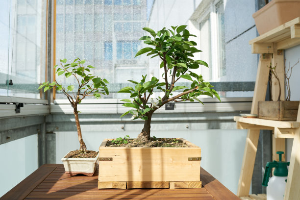 苹果树和桦树在桌子上作为盆景图片下载