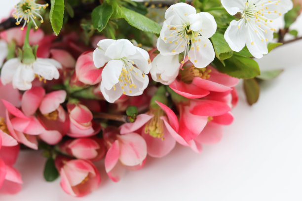 春季贺卡布局。有粉红色花的开花枝图片下载