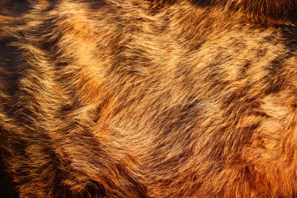 动物毛皮纹理背景特写毛绒绒的牛图片下载