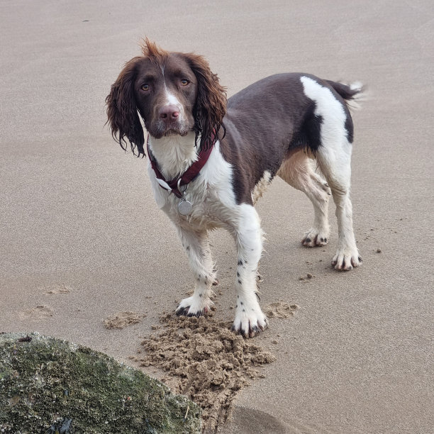 沙滩上的西班牙猎犬图片下载