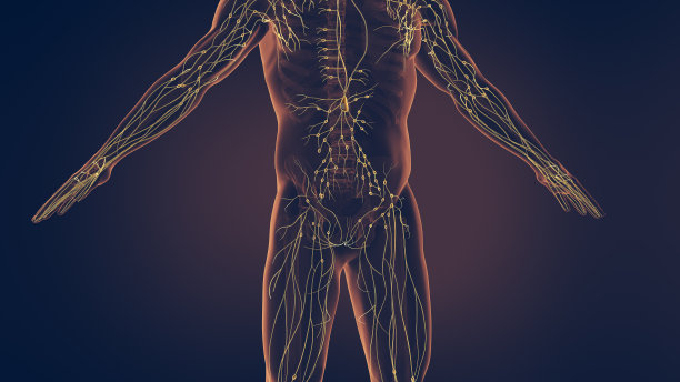 人类淋巴系统图片下载