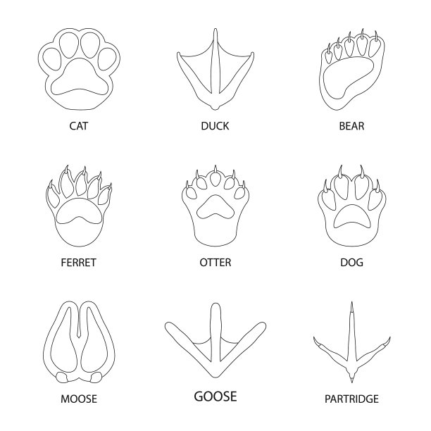 设计脚和脚印标志集图片下载