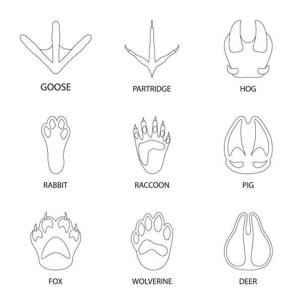 孤立的对象脚和脚印符号集图片下载