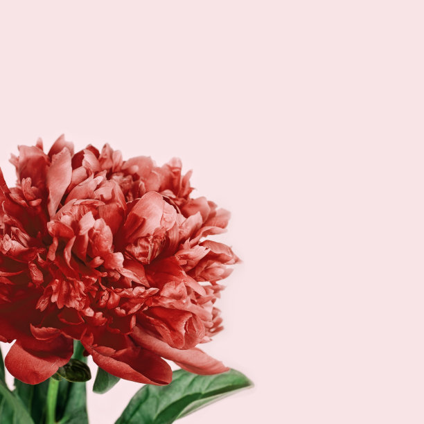 美丽的红色牡丹花接近粉彩粉红色的背景。自然盛开的牡丹花。春天开花。带有复制空间的垂直图像。最低限度的美学花卉贺卡。图片下载