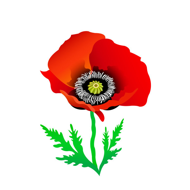 色彩斑斓的罂粟花图片下载