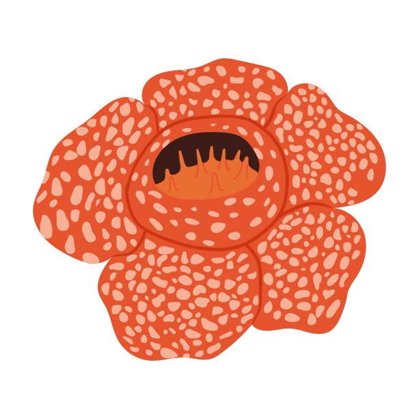 大花草属。最大的花。矢量手绘插图。孤立在白色背景。图片下载