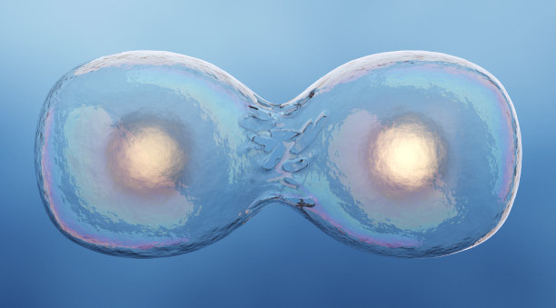 人类细胞有丝分裂图片下载