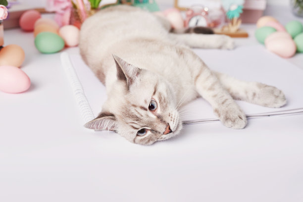 复活节猫带着蛋和花。灰色的小猫坐在桌子上。春节贺卡复活节快乐。复活节装饰。水彩春天画。设计师和艺术家的工作场所。创意空间。图片下载