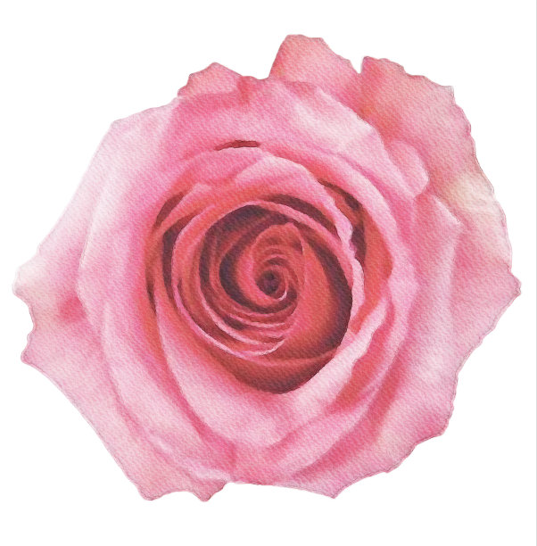 水彩花、水彩玫瑰孤立在白色的装饰元素上图片下载