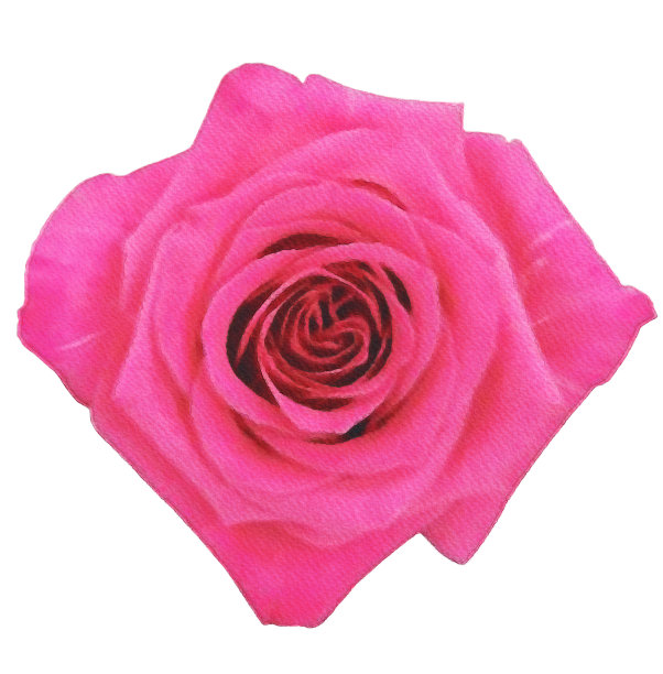 水彩花、水彩玫瑰孤立在白色的装饰元素上图片下载