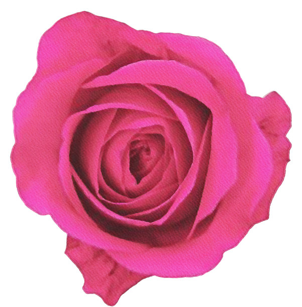 水彩花、水彩玫瑰孤立在白色的装饰元素上图片下载