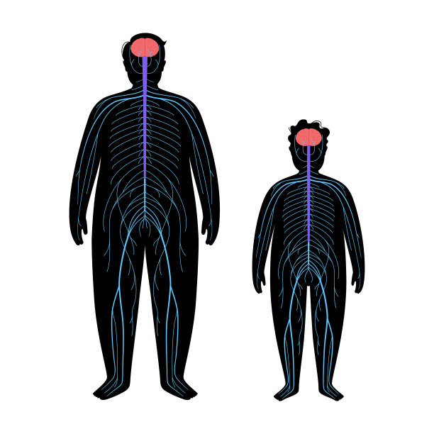 人类神经系统图片下载