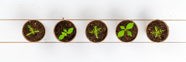 最近移植的大丽花和大波斯菊幼苗。切花种苗园艺背景。俯视白色木制背景。图片下载