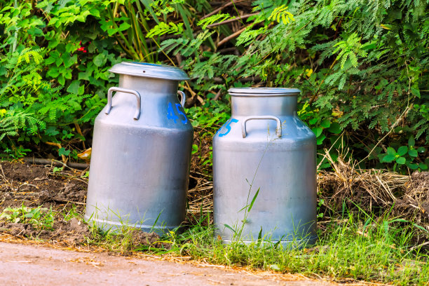 早上运送原料奶至合作社。图片下载