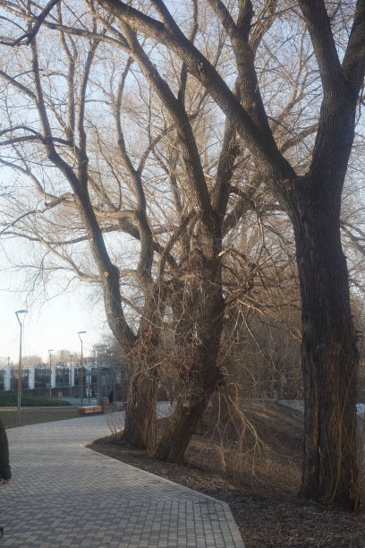 有建筑物、树木、灌木和人行道的景观。图片下载