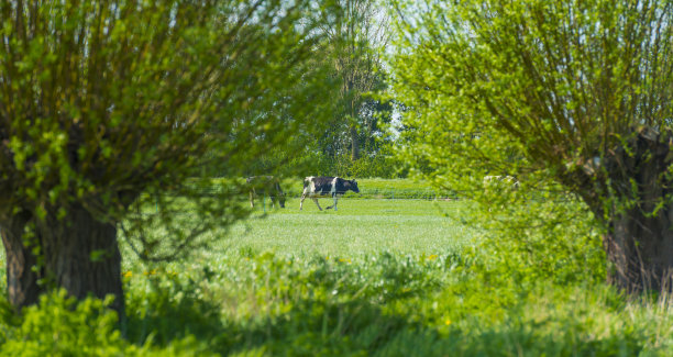 春天的蓝天下，阳光下绿色草地上的牛群图片下载