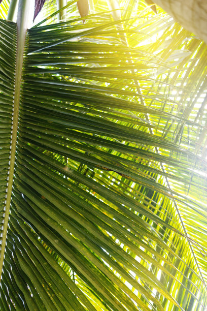 热带椰叶图片下载