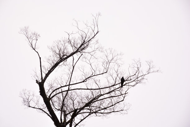 冬天乌鸦在树上图片下载