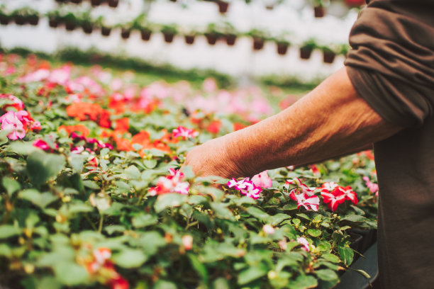 爱的花图片下载