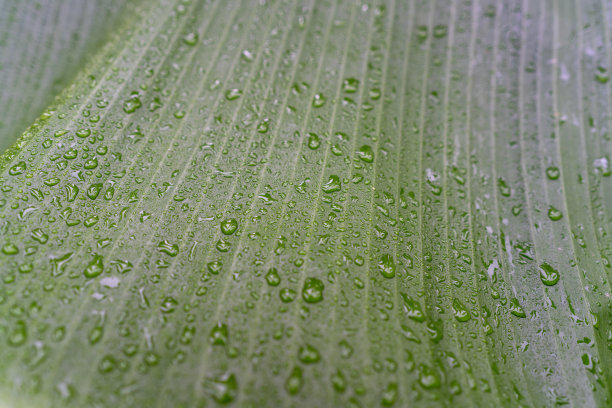 雨后芭蕉叶上有水滴图片下载