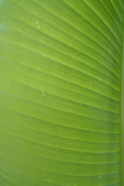香蕉叶与水滴的特写图片下载