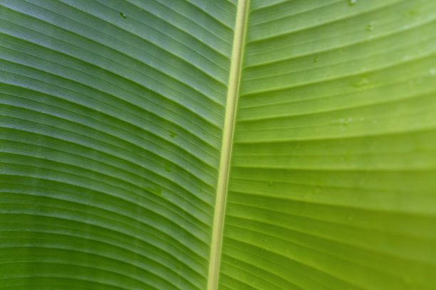 叶的脉有水滴图片下载