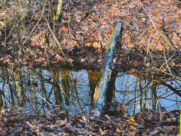 树干:在小溪上用作小桥的树干图片下载