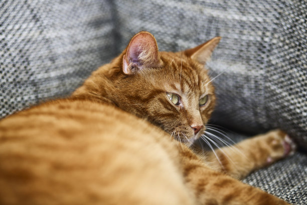 猫在沙发上图片下载