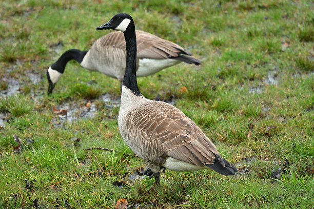加拿大鹅在潮湿的草地上交配图片下载