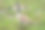 加拿大鹅在潮湿的草地上交配图片下载