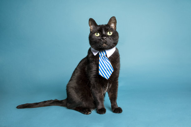 可爱的黑猫戴着领带图片下载