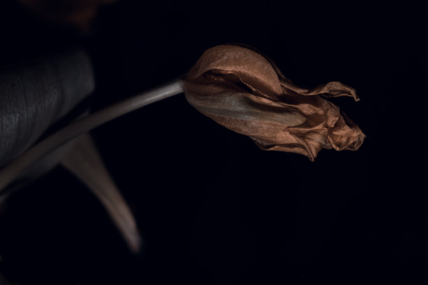 在黑暗中枯萎的黄色郁金香。图片下载