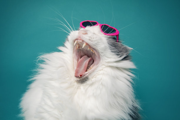 猫心太阳镜打哈欠图片下载