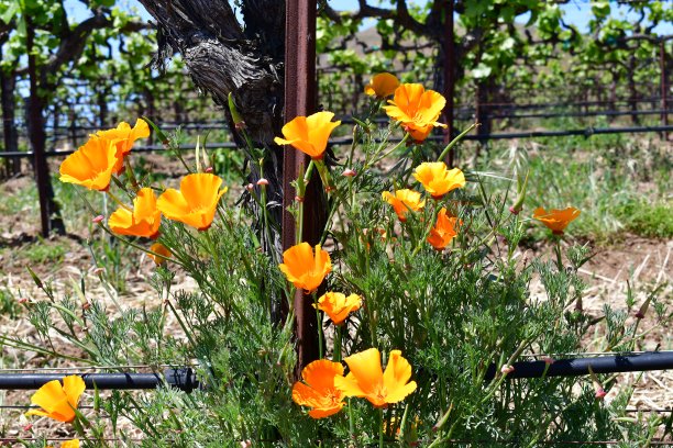 野花和藤蔓图片下载
