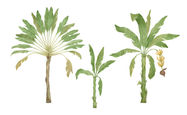 水彩棕榈树图片下载