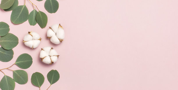 棉花花和绿色桉树枝上粉彩背景。平面布局，俯视图，拷贝空间。花卉组成与精致的棉花花。棉花背景。图片下载