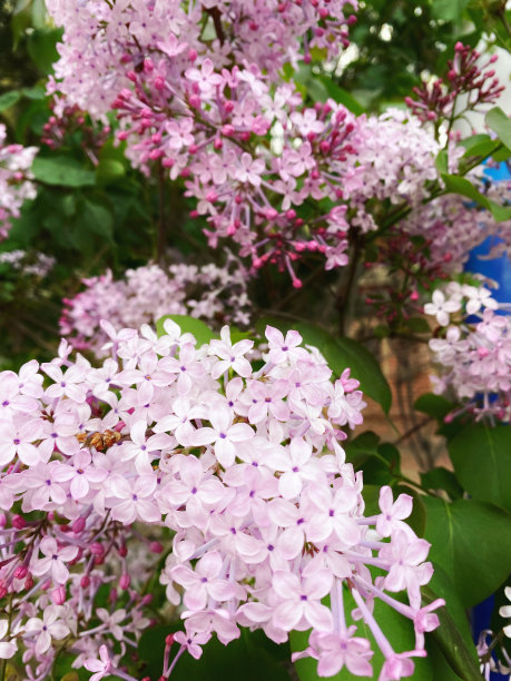 春季观赏植物丁香花，开紫色丁香花图片下载