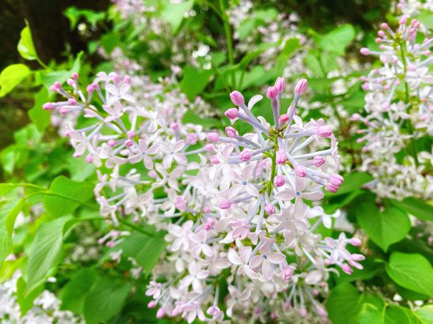 春季观赏植物丁香花，开紫色丁香花图片下载