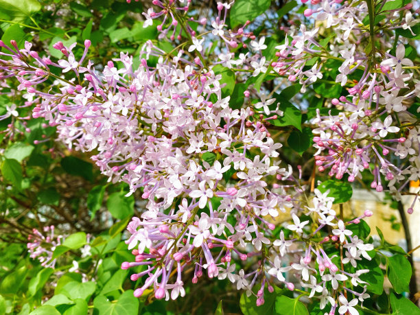 春季观赏植物丁香花，开紫色丁香花图片下载