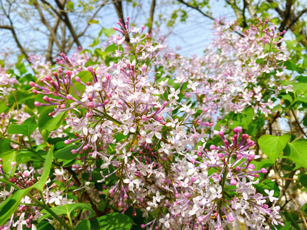 春季观赏植物丁香花，开紫色丁香花图片下载