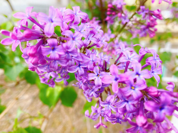 春季观赏植物丁香花，开紫色丁香花图片下载