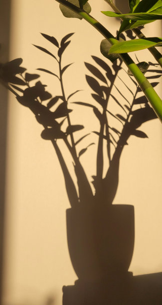 墙上花的影子。Zamioculcas Zamiifolia在室内的花盆里。图片下载