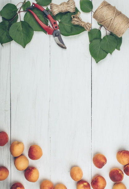 春天的花园工作。农民园艺和收获。从花园里摘来的自制杏。园艺和收获的概念。平的。图片下载