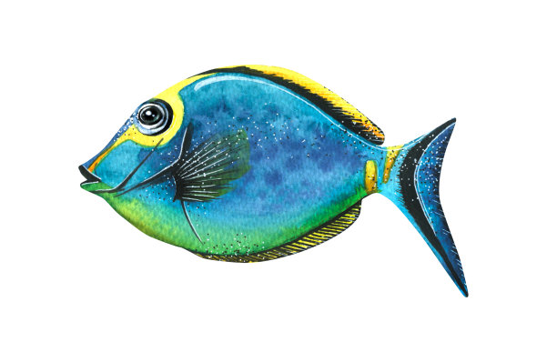 水彩插图的热带海洋鱼孤立。明亮的，珊瑚色的，水族箱色的，蓝色的。用于设计、装饰、海报。明信片版画插图。图片下载