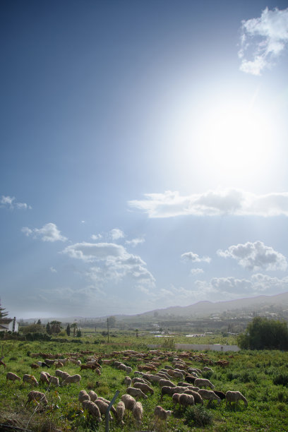 小群羊图片下载