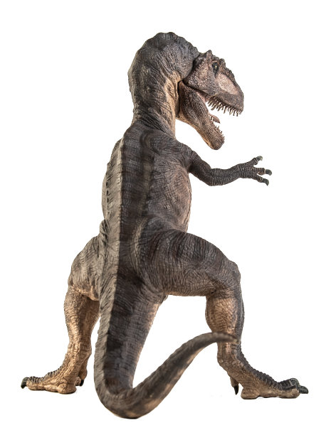 南方巨兽龙，白色背景的恐龙。剪切路径图片下载