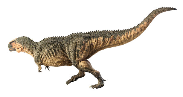 南方巨兽龙，白色背景的恐龙。剪切路径图片下载